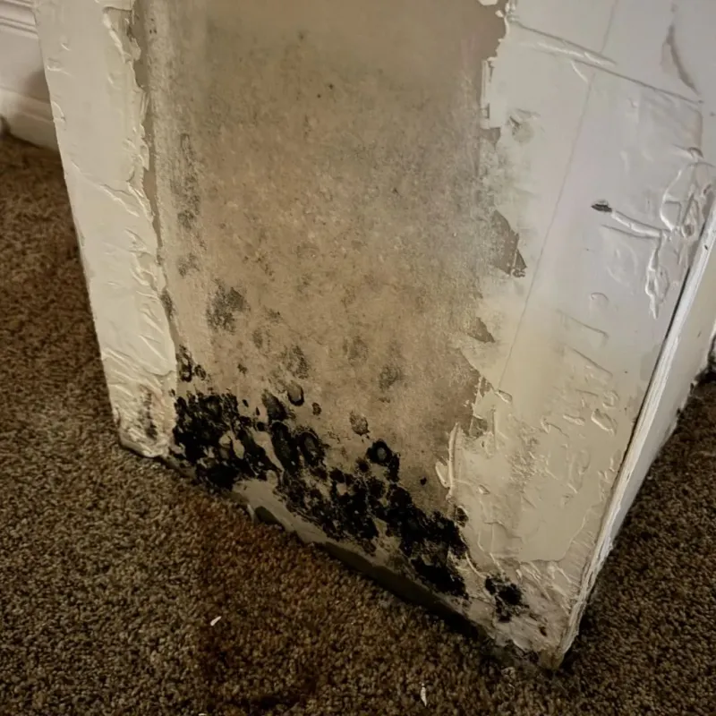 Professional Mold Removal in West Chatham, MA